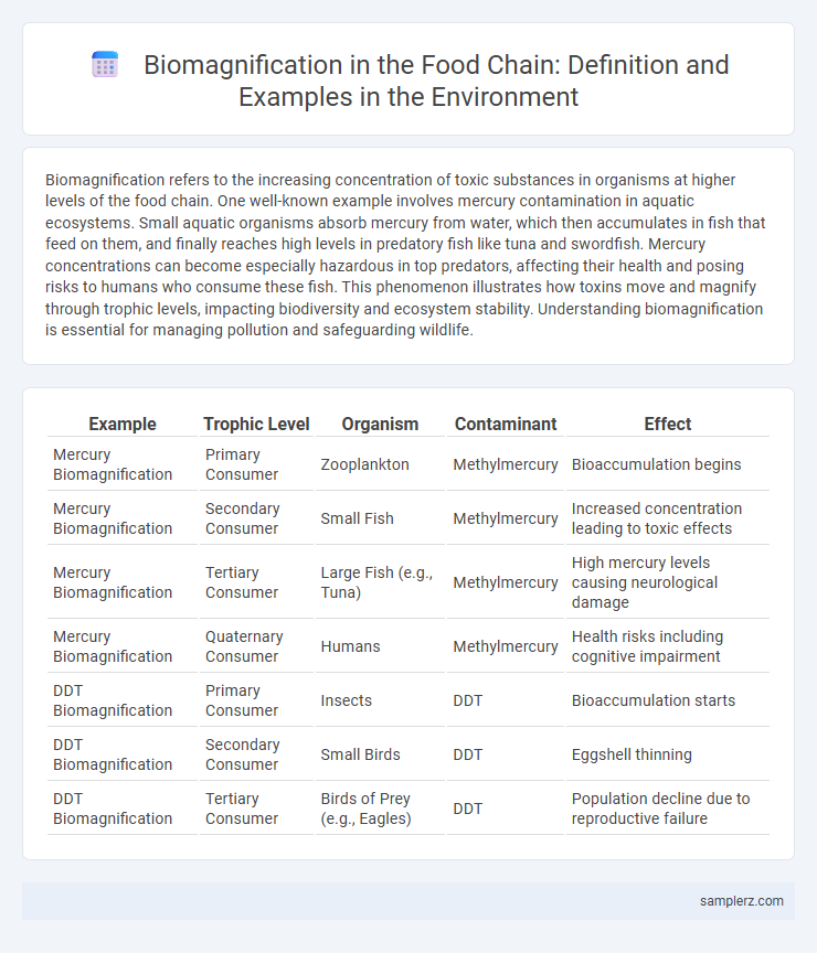 Biomagnification in the Food Chain: Definition and Examples in the Environment