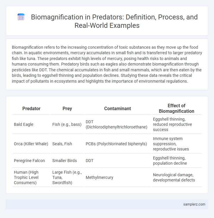 Biomagnification in Predators: Definition, Process, and Real-World Examples