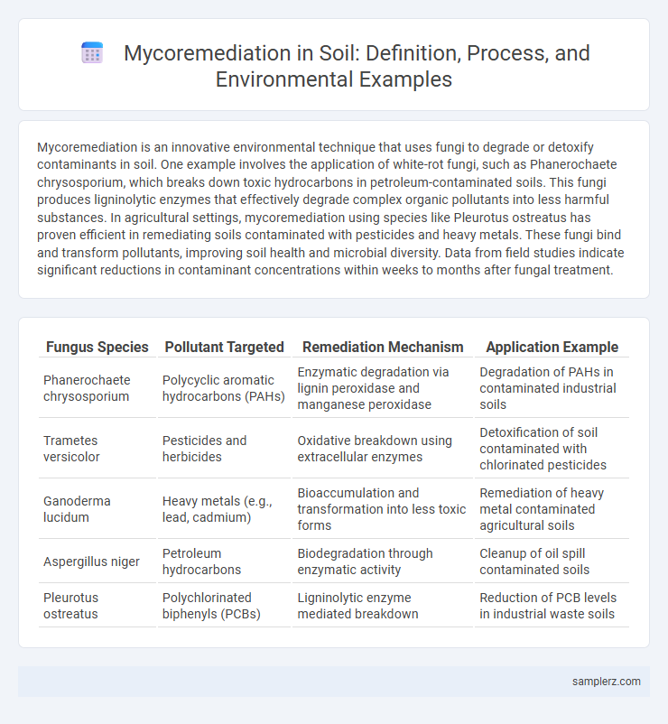 Mycoremediation in Soil: Definition, Process, and Environmental Examples