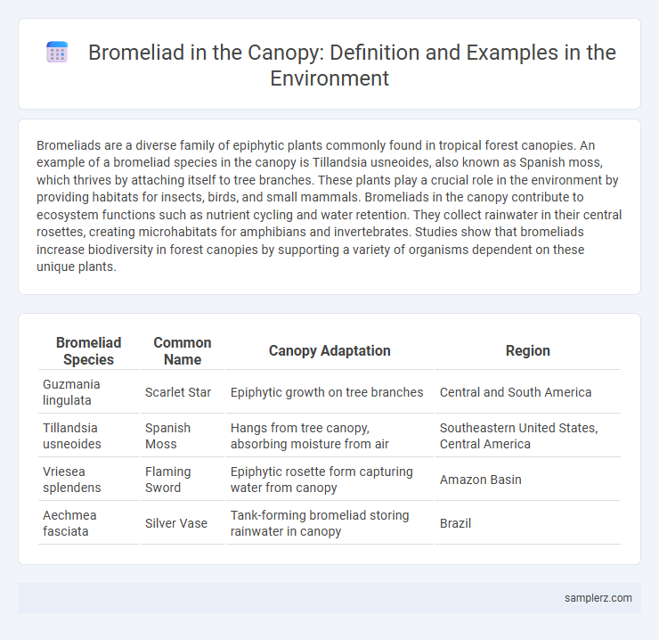 Bromeliad in the Canopy: Definition and Examples in the Environment